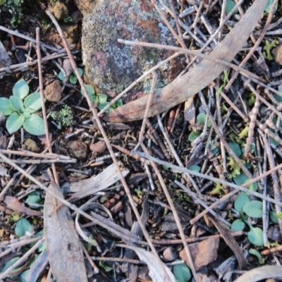 Diplodium sp. (A Greenhood) at Hackett, ACT - 15 May 2019 by petersan