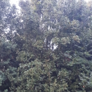 Eucryphia moorei at Robertson, NSW - 17 May 2019 07:28 AM