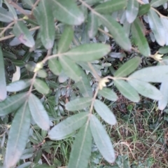 Eucryphia moorei at Robertson, NSW - 17 May 2019 07:28 AM