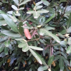 Eucryphia moorei at Robertson, NSW - 17 May 2019 07:28 AM
