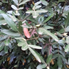 Eucryphia moorei at Robertson, NSW - 17 May 2019