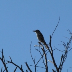 Cracticus torquatus at Dunlop, ACT - 16 May 2019