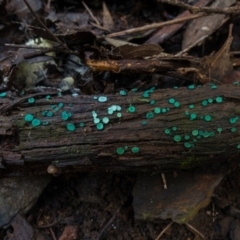Chlorociboria (An elfcup fungus) at Cotter River, ACT - 15 May 2019 by Jek