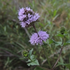 Mentha x piperita (Peppermint) at Point Hut to Tharwa - 12 Mar 2019 by michaelb