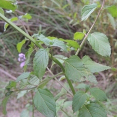 Mentha x piperita at Tuggeranong DC, ACT - 12 Mar 2019 07:34 PM