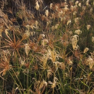 Chloris gayana at Dunlop, ACT - 15 May 2019