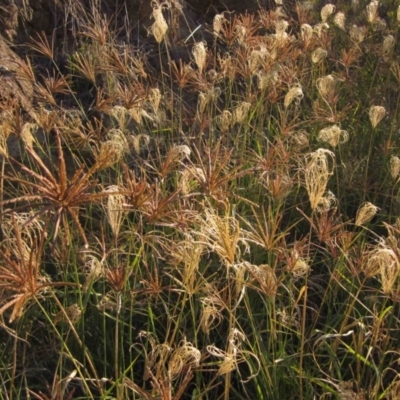 Chloris gayana (Rhodes Grass) at Dunlop, ACT - 15 May 2019 by pinnaCLE