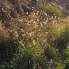 Chloris gayana at Dunlop, ACT - 15 May 2019 12:00 AM