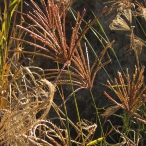 Chloris gayana at Dunlop, ACT - 15 May 2019 12:00 AM