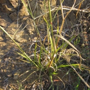 Chloris gayana at Dunlop, ACT - 15 May 2019 12:00 AM