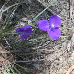 Patersonia sericea var. sericea (Silky Purple-flag) at Alpine, NSW - 22 Jan 2019 by Margot