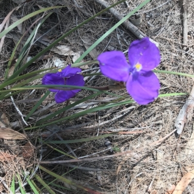 Patersonia sericea var. sericea (Silky Purple-flag) at Alpine - 23 Jan 2019 by Margot