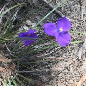 Patersonia sericea var. sericea at Alpine - 23 Jan 2019