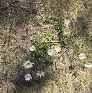 Leucanthemum vulgare at Mittagong, NSW - 3 Dec 2018