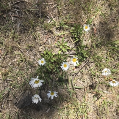 Leucanthemum vulgare (Ox-eye Daisy) at Wingecarribee Local Government Area - 3 Dec 2018 by Margot