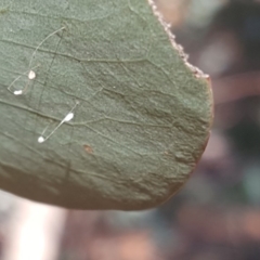 Neuroptera (order) (Unidentified lacewing) at Isaacs Ridge and Nearby - 17 May 2019 by Mike