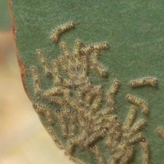 Uraba lugens (Gumleaf Skeletonizer) at Isaacs Ridge and Nearby - 17 May 2019 by Mike