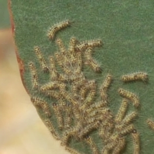 Uraba lugens at Jerrabomberra, ACT - 17 May 2019