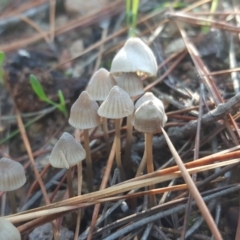 Mycena sp. ‘grey or grey-brown caps’ at Jerrabomberra, ACT - 17 May 2019 by Mike