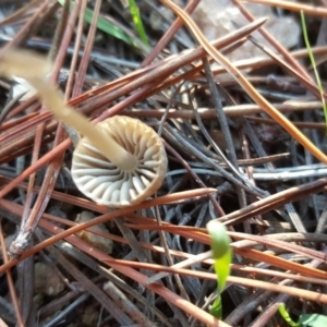 Mycena sp. ‘grey or grey-brown caps’ at Jerrabomberra, ACT - 17 May 2019