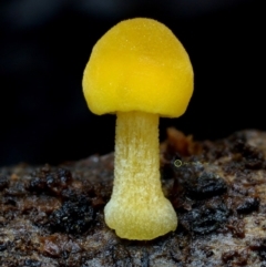 Agarics at Box Cutting Rainforest Walk - 14 May 2019 by Teresa