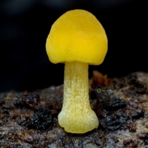 Agarics at Box Cutting Rainforest Walk - 14 May 2019