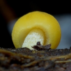 Agarics at Box Cutting Rainforest Walk - 14 May 2019