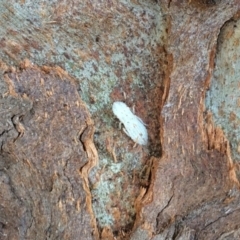 Stenocotini sp. (tribe) at Pambula Preschool - 17 May 2019 01:23 PM