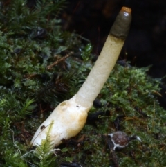 Mutinus sp. (Mutinus) at Box Cutting Rainforest Walk - 15 May 2019 by Teresa