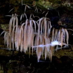 Deflexula fascicularis (Deflexula fascicularis) at Box Cutting Rainforest Walk - 16 May 2019 by Teresa