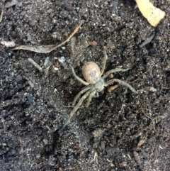 Sparassidae (family) (A Huntsman Spider) at Pambula, NSW - 17 May 2019 by elizabethgleeson