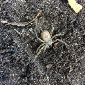 Sparassidae (family) at Pambula Preschool - 17 May 2019 02:15 PM