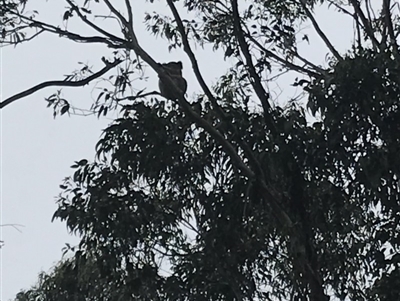 Phascolarctos cinereus (Koala) at Bowral, NSW - 1 Feb 2019 by Margot