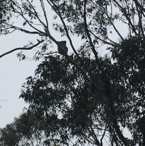 Phascolarctos cinereus at Bowral, NSW - 1 Feb 2019