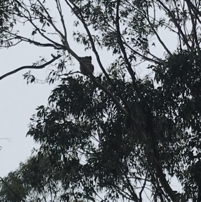Phascolarctos cinereus (Koala) at Bowral - 1 Feb 2019 by Margot