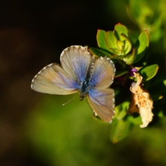 Theclinesthes serpentata (Saltbush Blue) at Acton, ACT - 17 May 2019 by dimageau