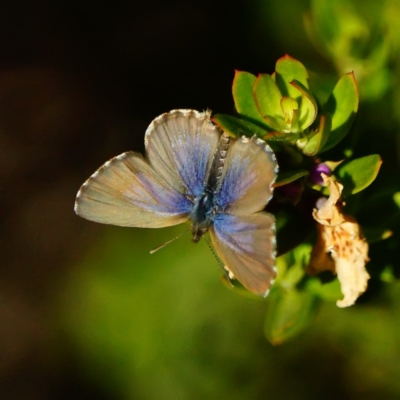 Theclinesthes serpentata (Saltbush Blue) at ANBG - 17 May 2019 by dimageau