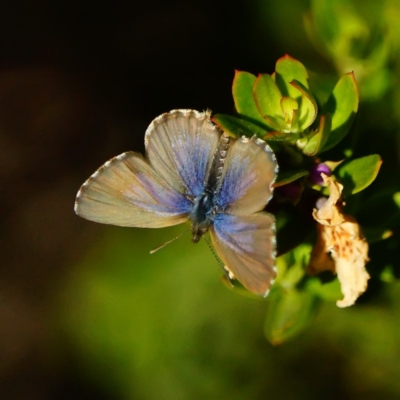 Theclinesthes serpentata (Saltbush Blue) at Acton, ACT - 17 May 2019 by dimageau
