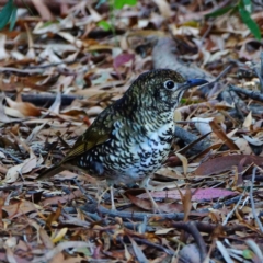 Zoothera lunulata (Bassian Thrush) at ANBG - 17 May 2019 by dimageau
