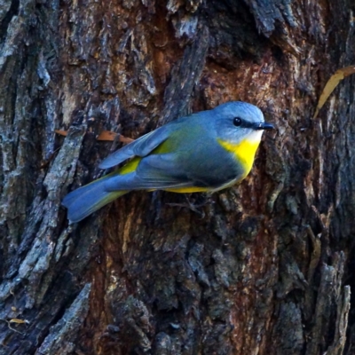 Eopsaltria australis (Eastern Yellow Robin) at Hackett, ACT - 17 May 2019 by dimageau