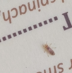 Thaumastocoris sp. (genus) (Bronze bug) at Greenway, ACT - 16 May 2019 by dj