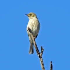 Ptilotula fusca (Fuscous Honeyeater) at Fyshwick, ACT - 16 May 2019 by RodDeb