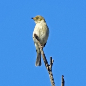 Ptilotula fusca at Fyshwick, ACT - 16 May 2019