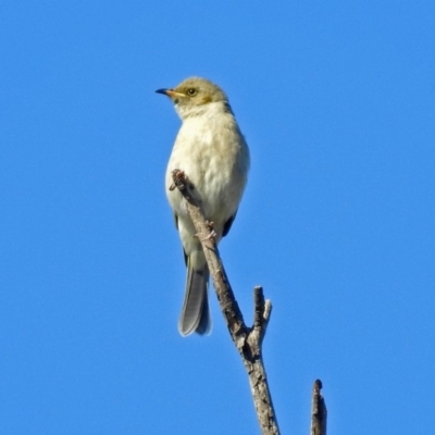 Ptilotula fusca (Fuscous Honeyeater) at Fyshwick, ACT - 16 May 2019 by RodDeb