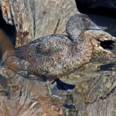 Stictonetta naevosa (Freckled Duck) at Jerrabomberra Wetlands - 16 May 2019 by RodDeb