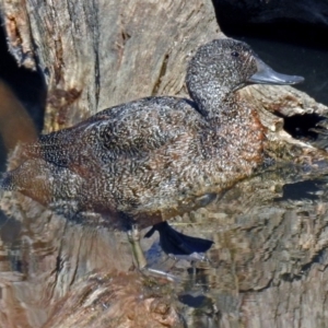 Stictonetta naevosa at Fyshwick, ACT - 16 May 2019