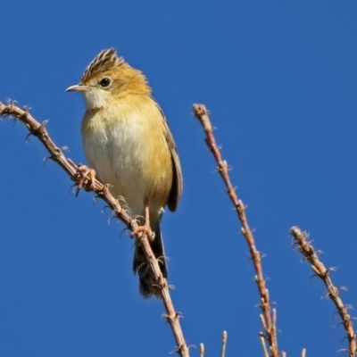 Cisticola exilis (Golden-headed Cisticola) at Fyshwick, ACT - 16 May 2019 by RodDeb