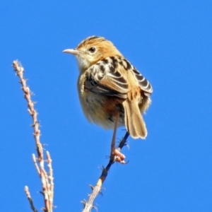 Cisticola exilis at Fyshwick, ACT - 16 May 2019