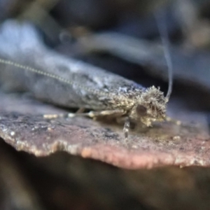 Tinea undescribed species at Cook, ACT - 16 May 2019 04:39 PM