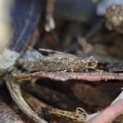 Tinea undescribed species at Cook, ACT - 16 May 2019 04:39 PM